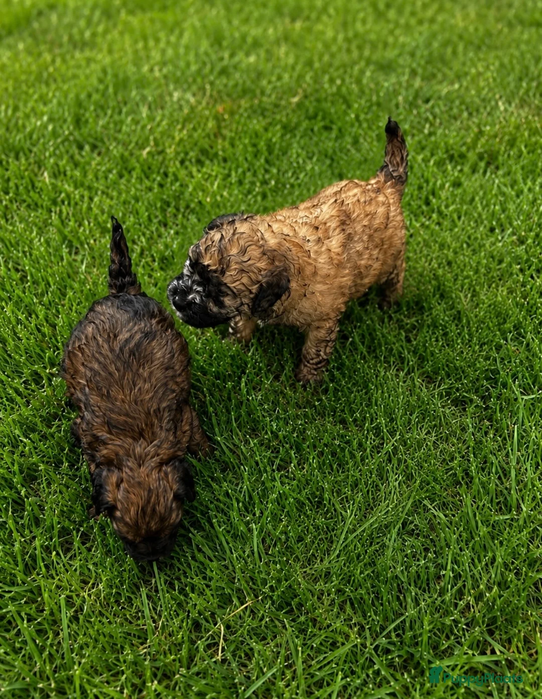 Poedel Toy honden te koop: 4 toy poedel pupjes reutjes  - Advertentie 2