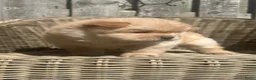 Chow Chow honden te koop: Mooie Chow Chow pups geboren - Advertentie 5