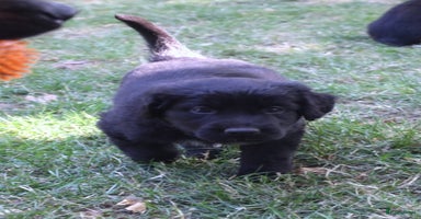 Kruising honden - Advertentie 7
