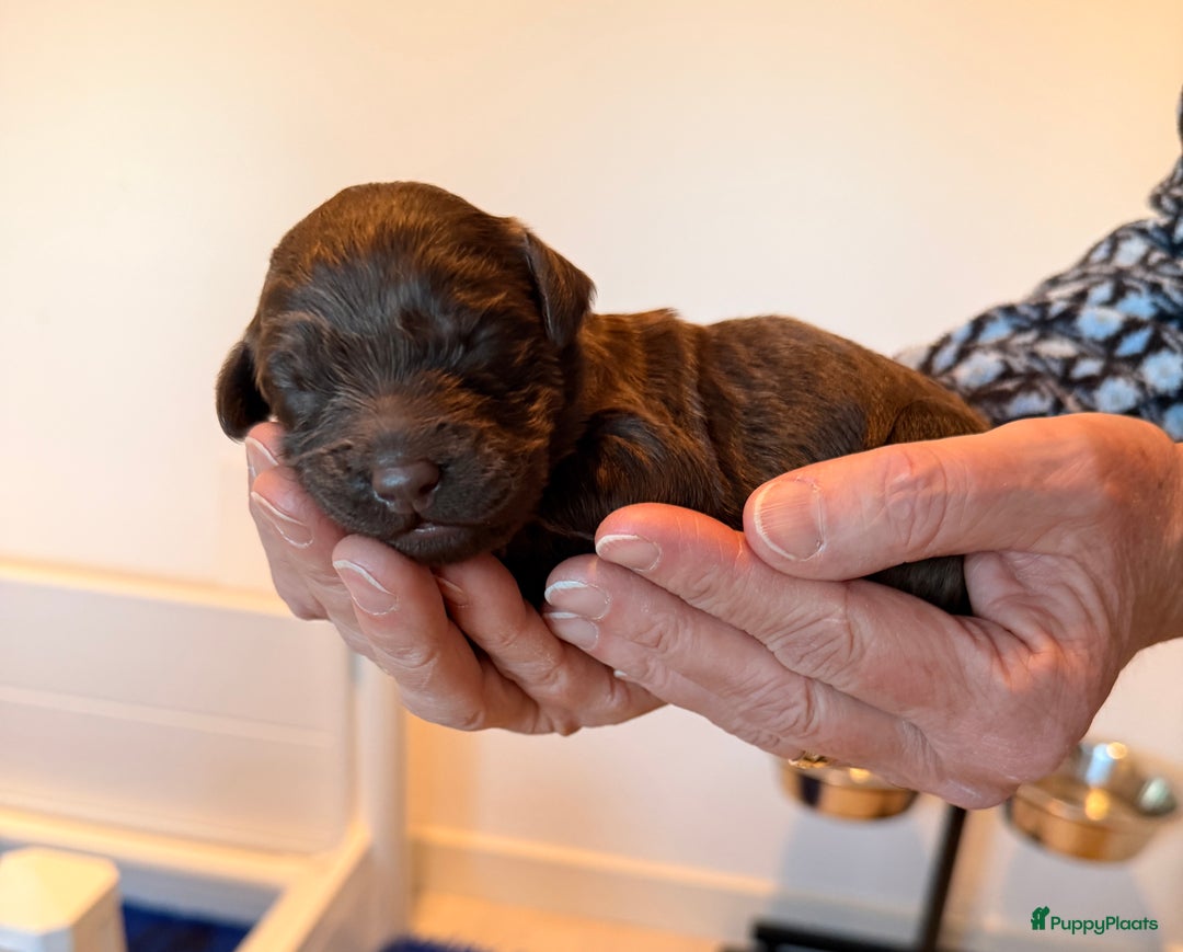 Kruising honden te koop: Goldendoodle/labradoodle  - Advertentie 31