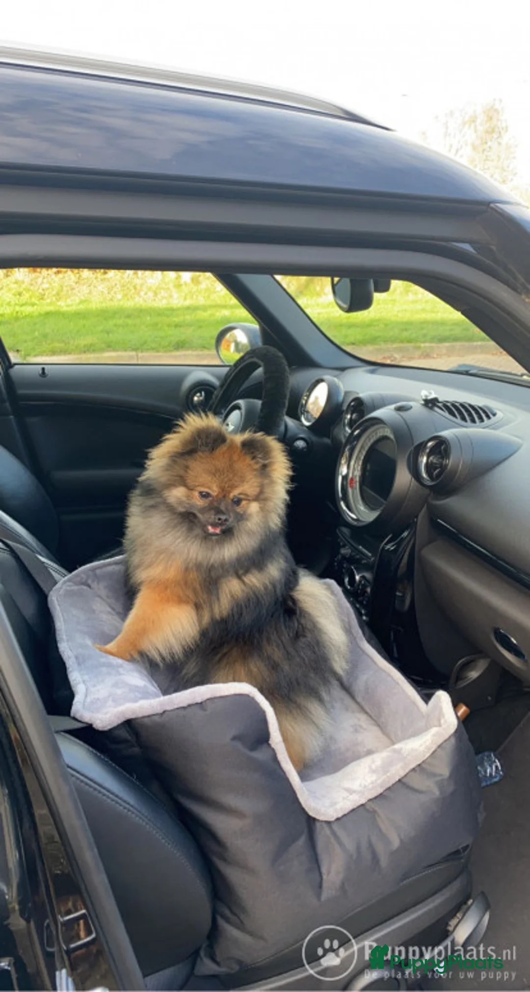 Pomeriaan honden ter dekking: Dekreu mini pomeriaan in Elst - Advertentie 4