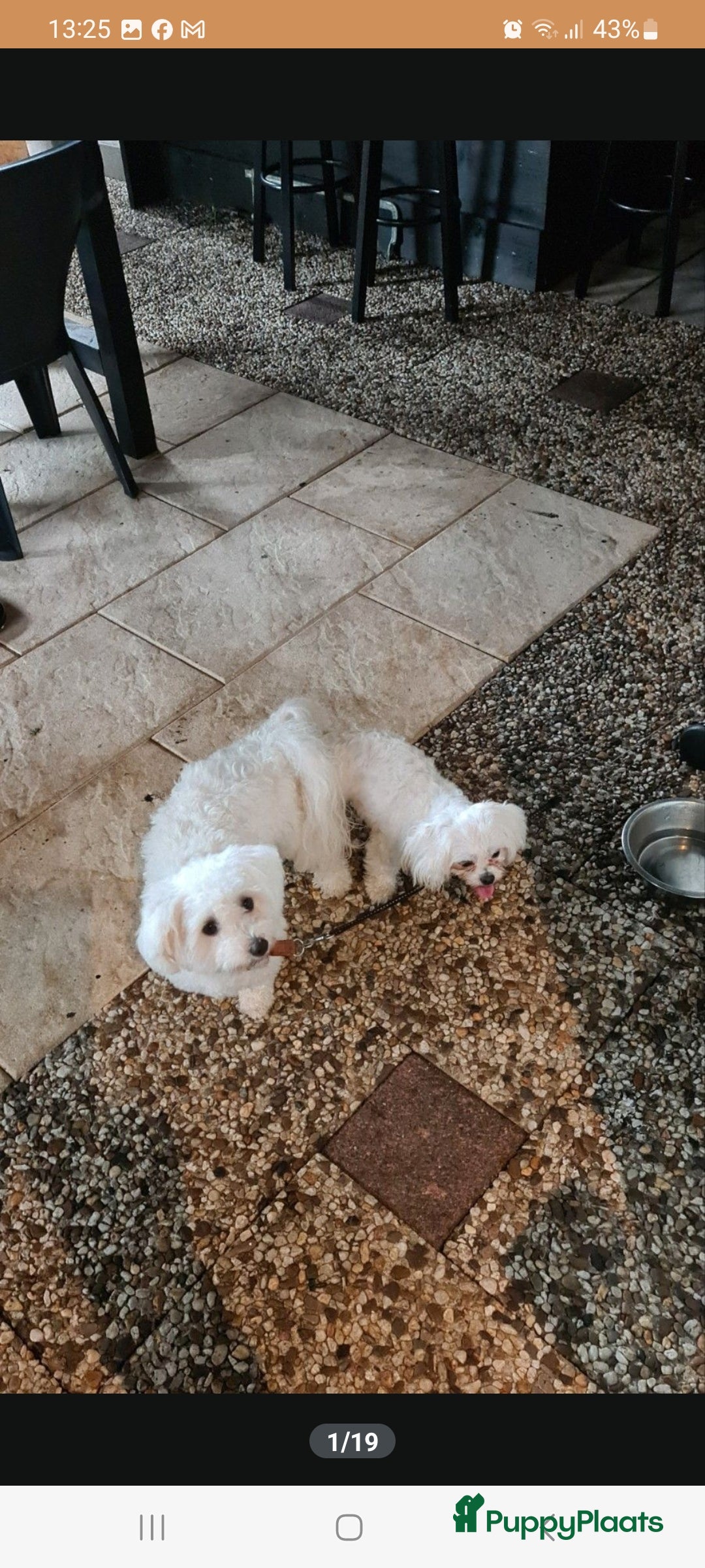 Maltezer honden te koop: Te koop nog  1 reutje.  - Advertentie 6