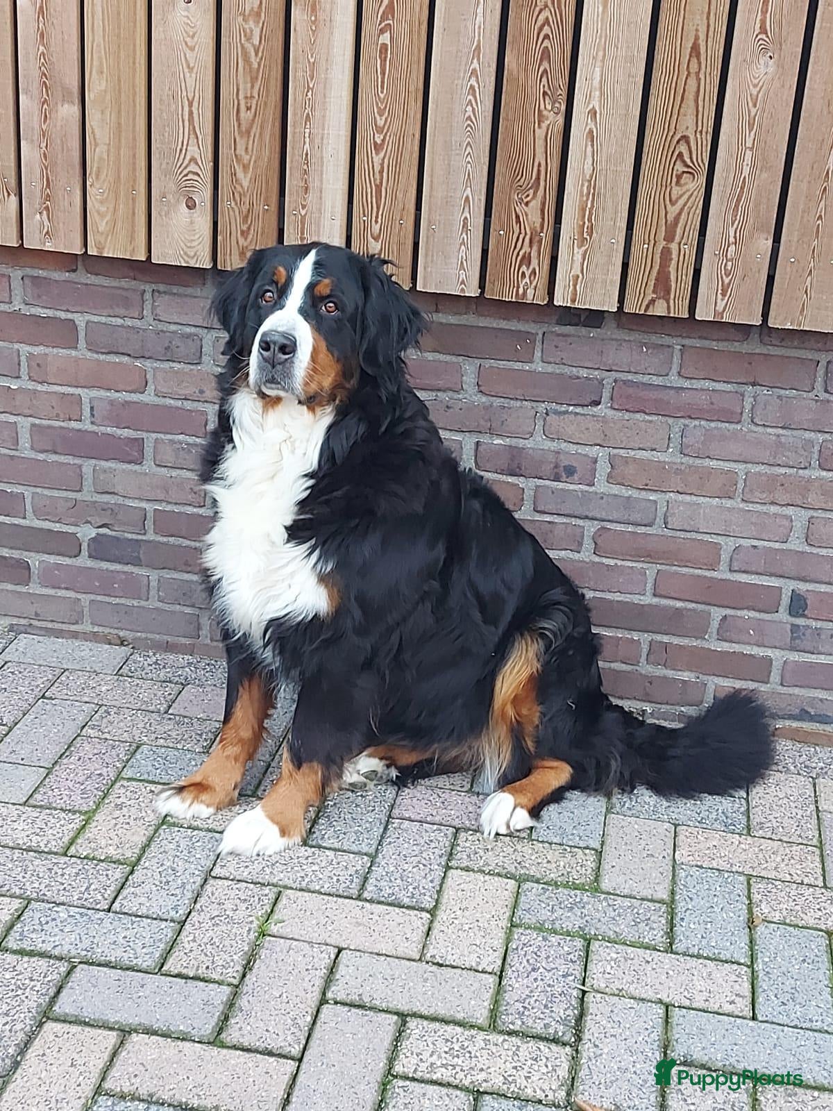 Berner Sennenhond honden te koop: Te koop : Berner Sennen Teef Herplaatser - Advertentie 2
