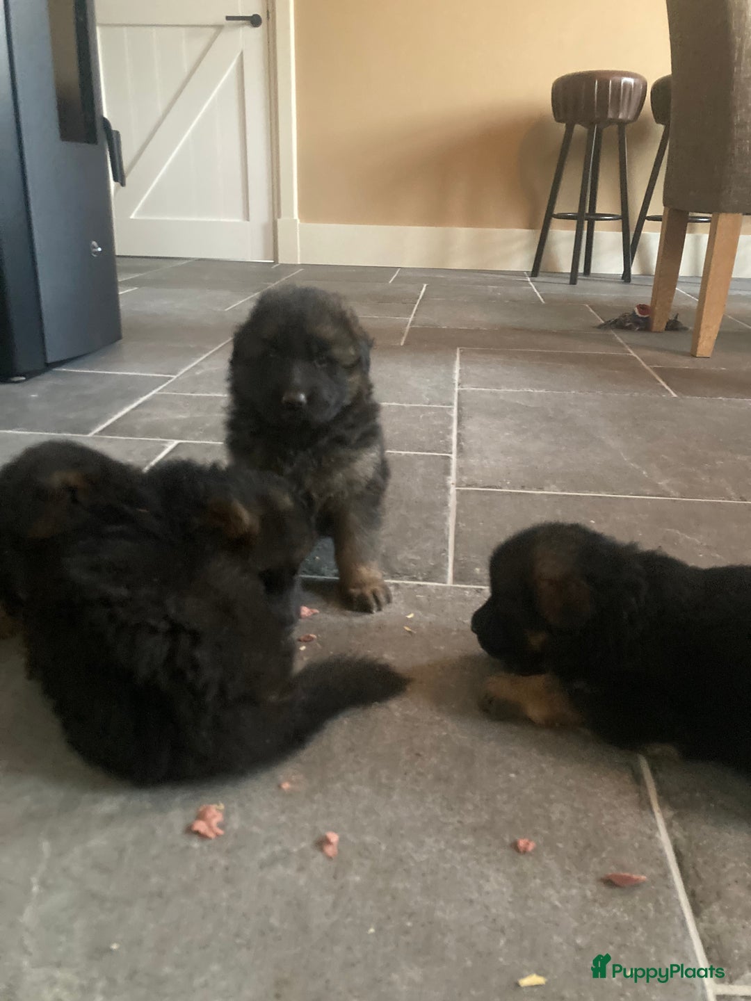 Duitse Herder honden te koop: Langharige Duitse herder puppy’s met rechte rug  - Advertentie 5