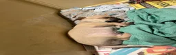 Kruising honden te koop: Retro mops mopshond - Advertentie 16