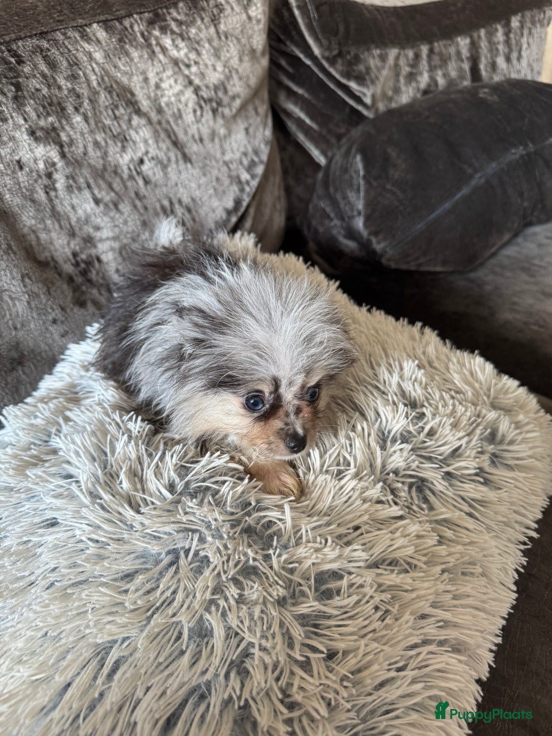 Pomeriaan honden te koop:  puppies mogen nu weg in prijs verlaagd  in Zoetermeer - Afbeelding 3