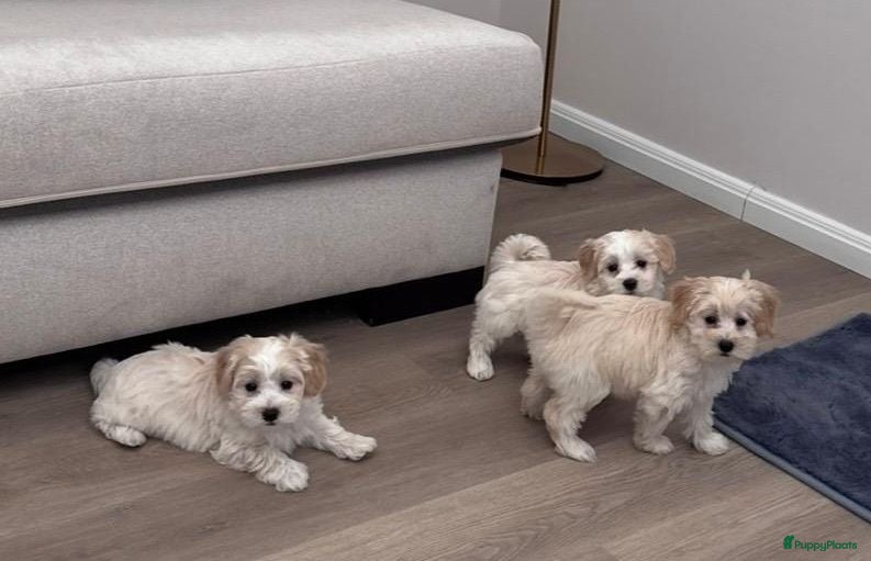 Maltipoo honden Maltipoo pups - Advertentie 2