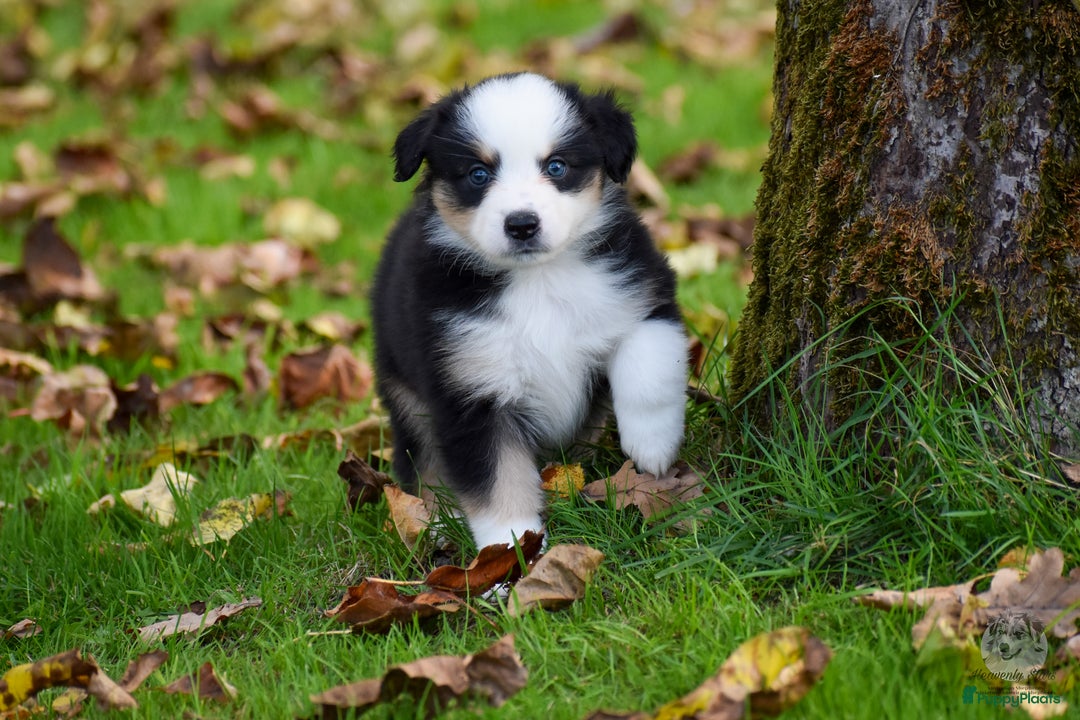 Australian Shepherd honden te koop: Miniature American Shepherd / Mini Aussie  - Advertentie 9