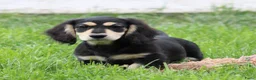 Teckel (langhaar) honden te koop: Teckel pup Black & Cream - Advertentie 3