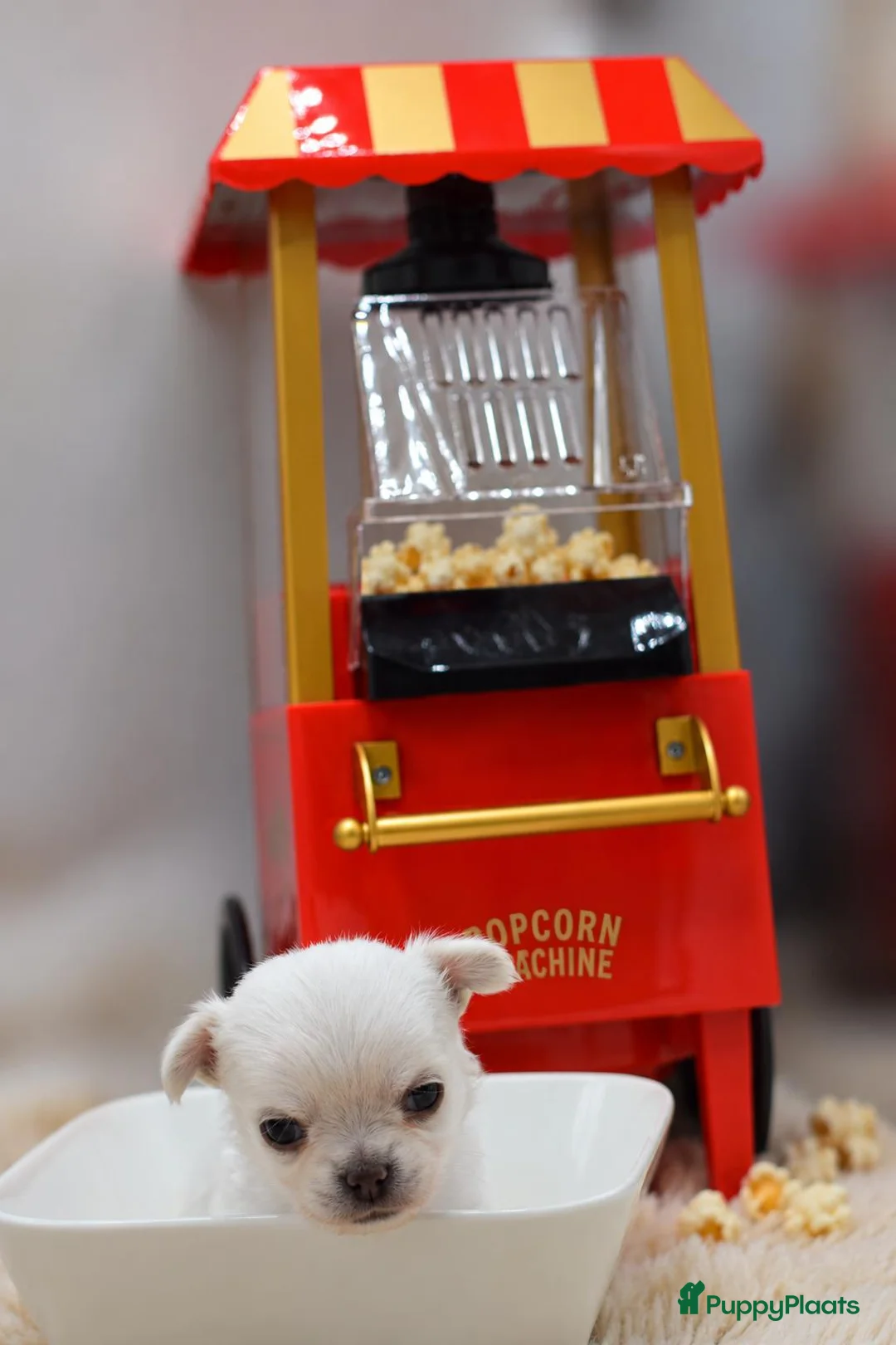 Chihuahua honden te koop: FCI stamboom Chihuahua pups  - Advertentie 13