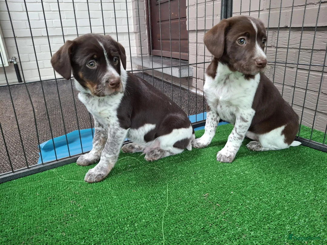 Kruising honden te koop: heidewachtel x boerenfox pups - Advertentie 6