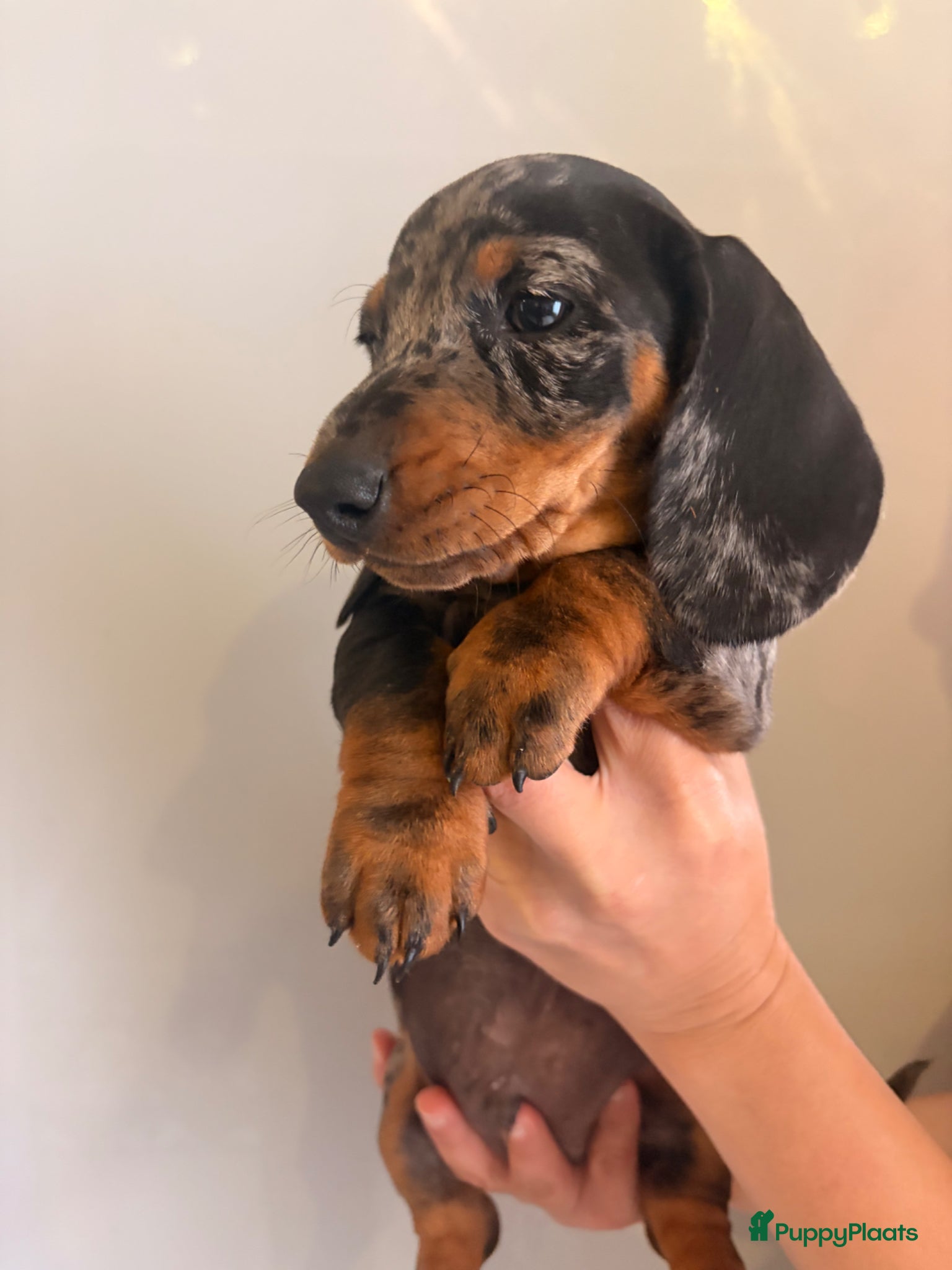 Teckel (korthaar)  honden te koop: Dwerg teckel pupjes. - Advertentie 10