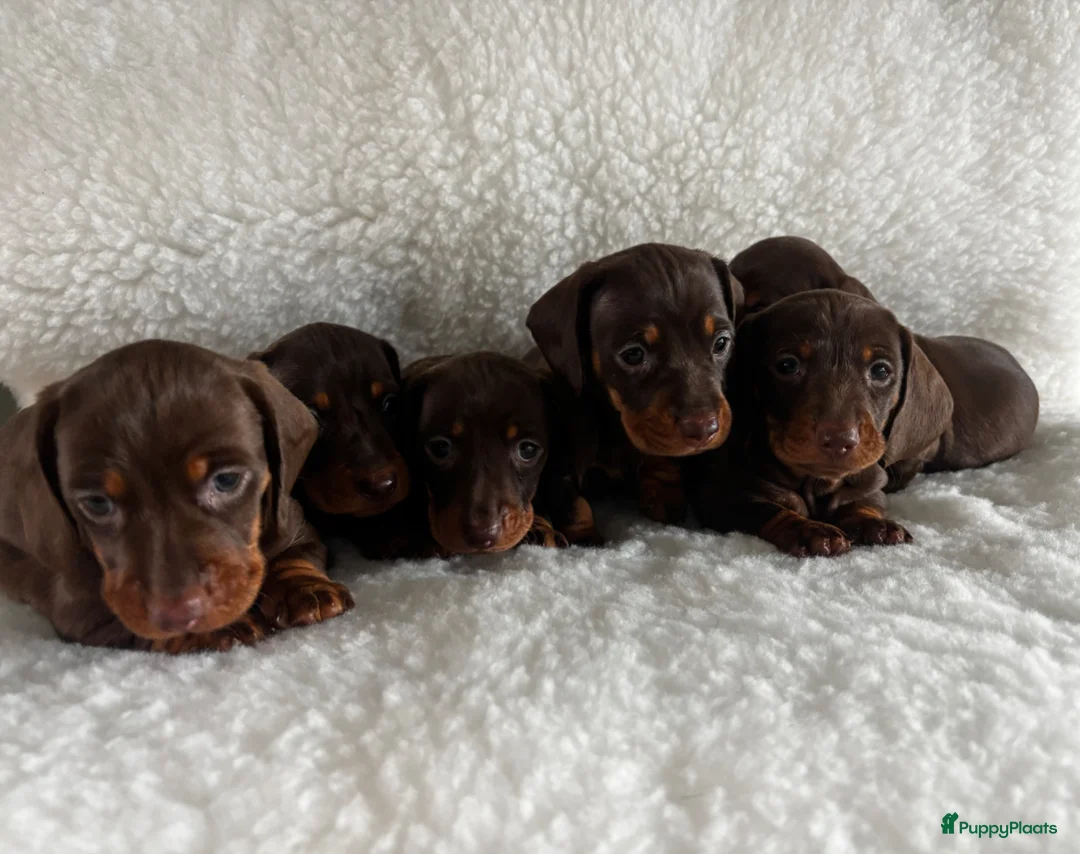 Teckel (korthaar)  honden te koop: Prachtige choco and tan dwerg teckel pups  - Advertentie 2