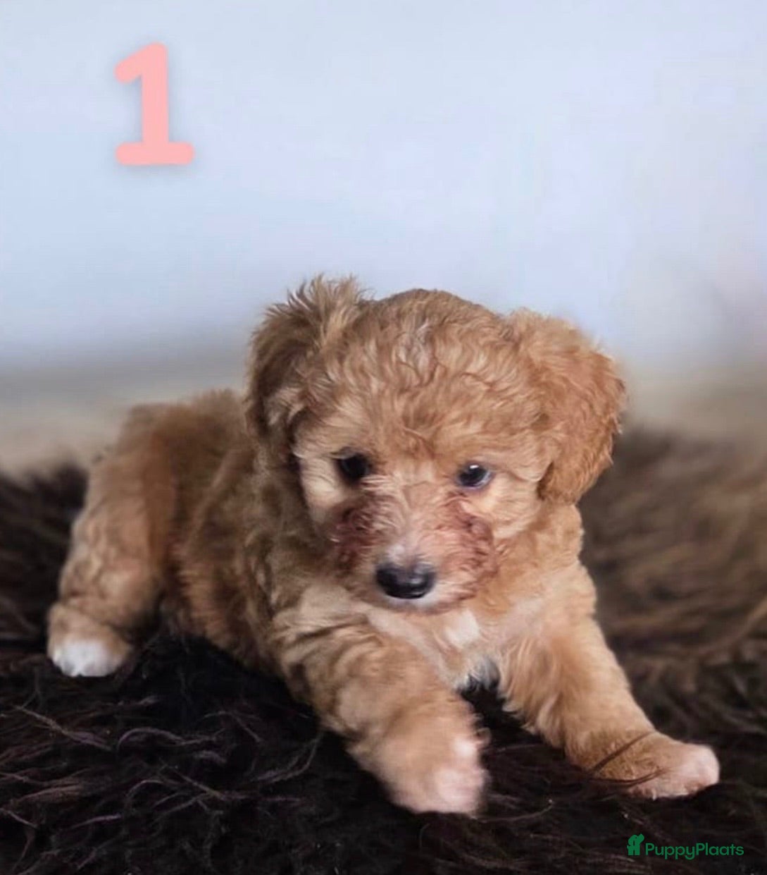 Maltipoo honden Maltipoo pup  - Advertentie 5
