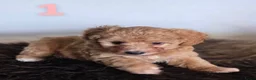 Maltipoo honden te koop: Maltipoo pup  - Advertentie 1