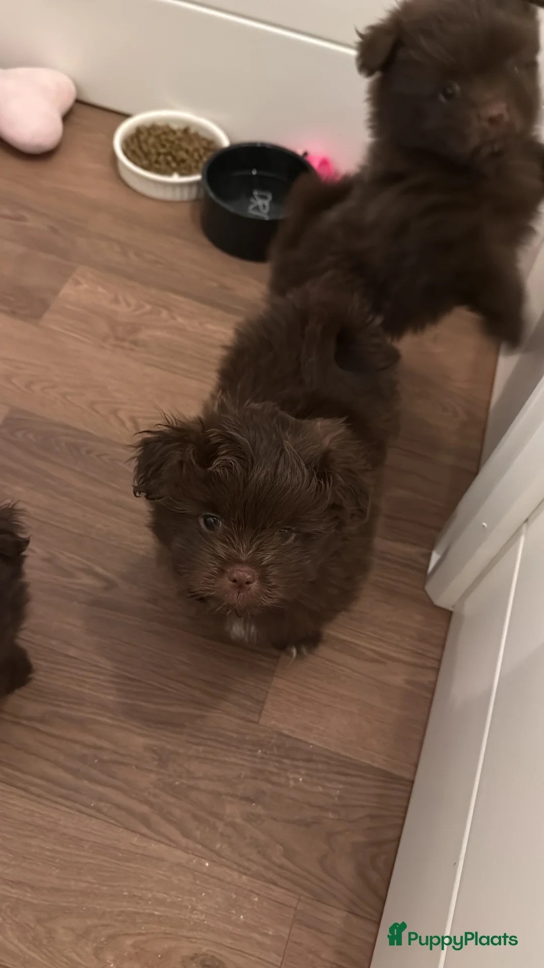 Kruising honden te koop: Prachtig pups Shih Tzu Pomeriaan shiranian  - Advertentie 3