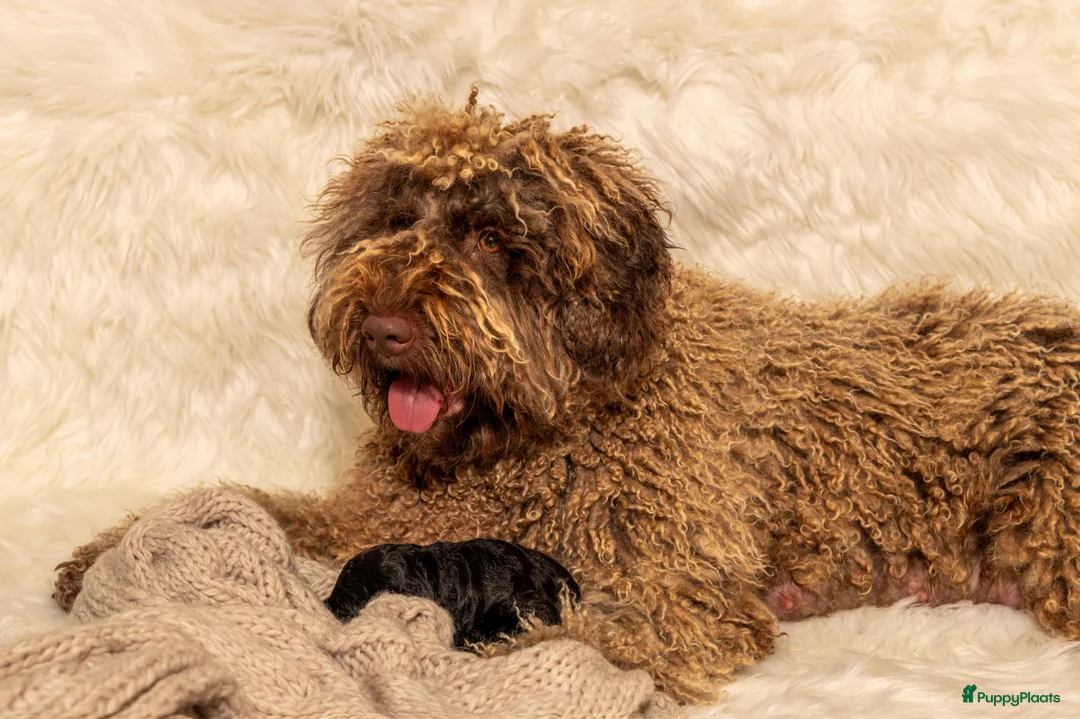 Spaanse Waterhond honden te koop: Spaanse Waterhond Puppy - Advertentie 8