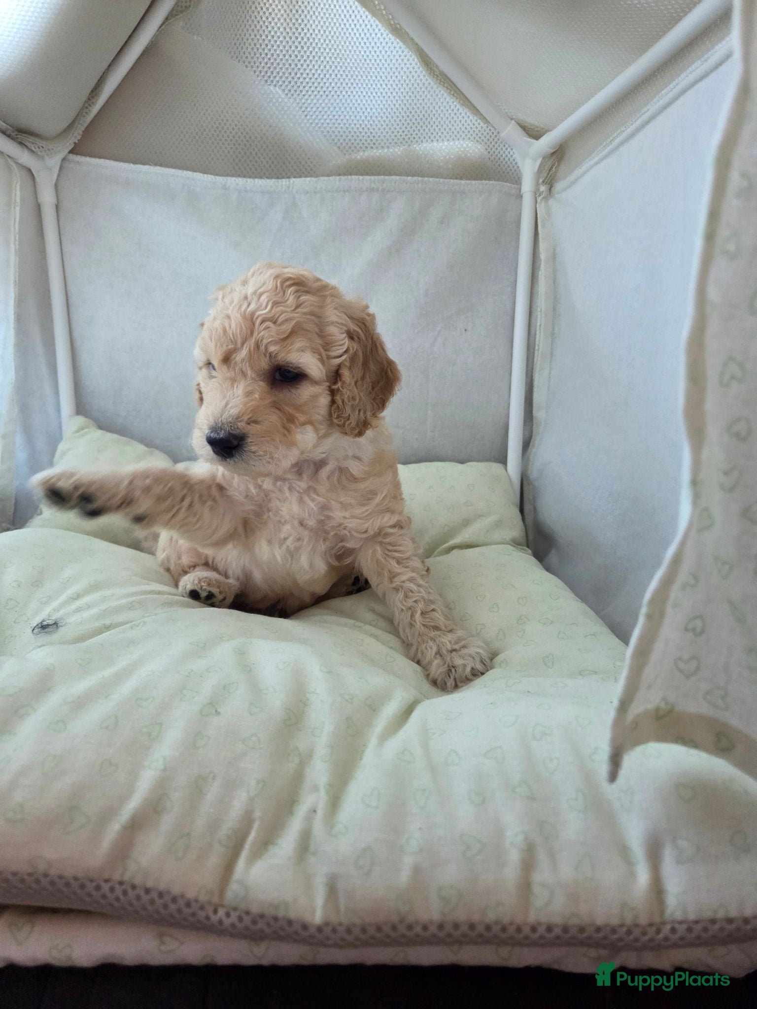 Labradoodle honden Medium labradoodle pups  - Advertentie 1