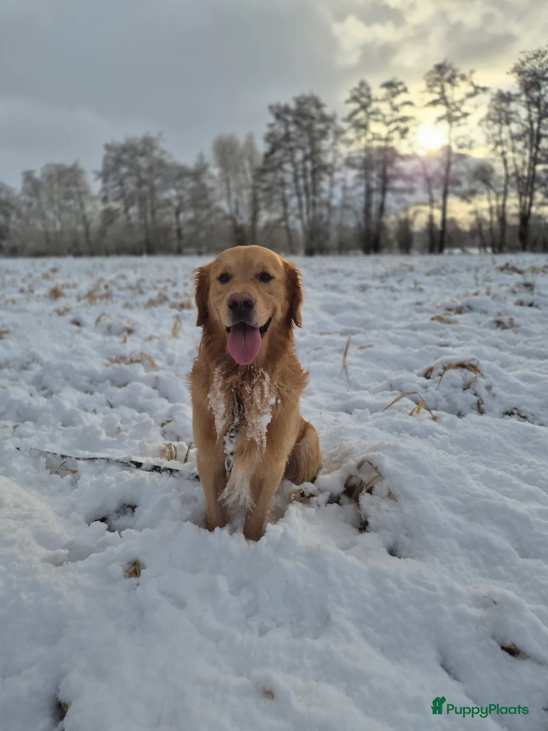 Golden Retriever honden te koop: Liefdevol en huiselijk nest Golden Retriever pups  - Advertentie 6