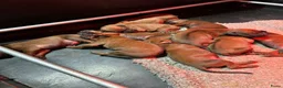 Rhodesian Ridgeback honden te koop: Prachtige Rhodesian Ridgeback pups met stamboom  - Advertentie 9