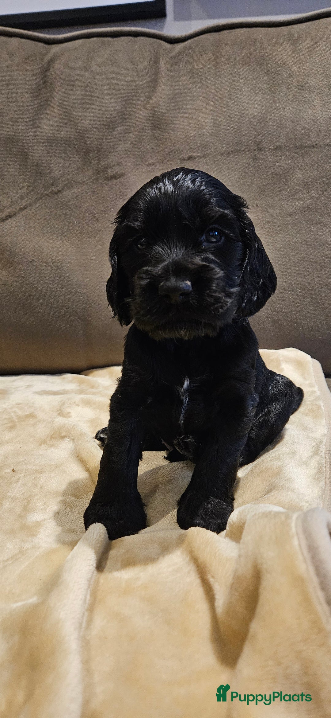 Engelse Cocker Spaniel honden te koop: Engelse cocker spaniël pups te koop - Advertentie 8