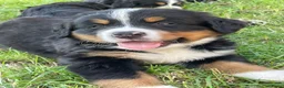 Berner Sennenhond honden te koop: Prachtige Raszuivere Berner Sennen pups te koop in Voorthuizen - Advertentie 6