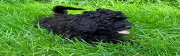 Cockapoo honden te koop: Amerikaanse Cockapoo pups - Advertentie 2