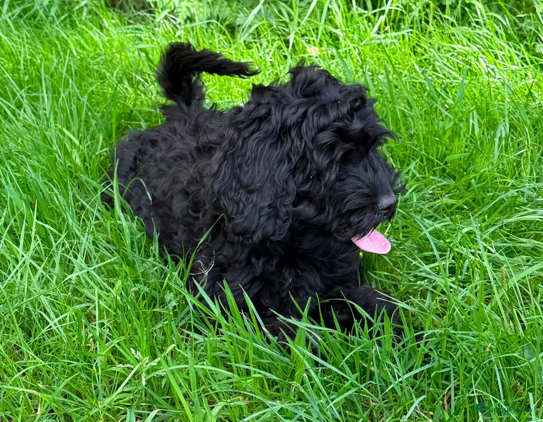 Cockapoo honden te koop: Amerikaanse Cockapoo pups - Advertentie 2
