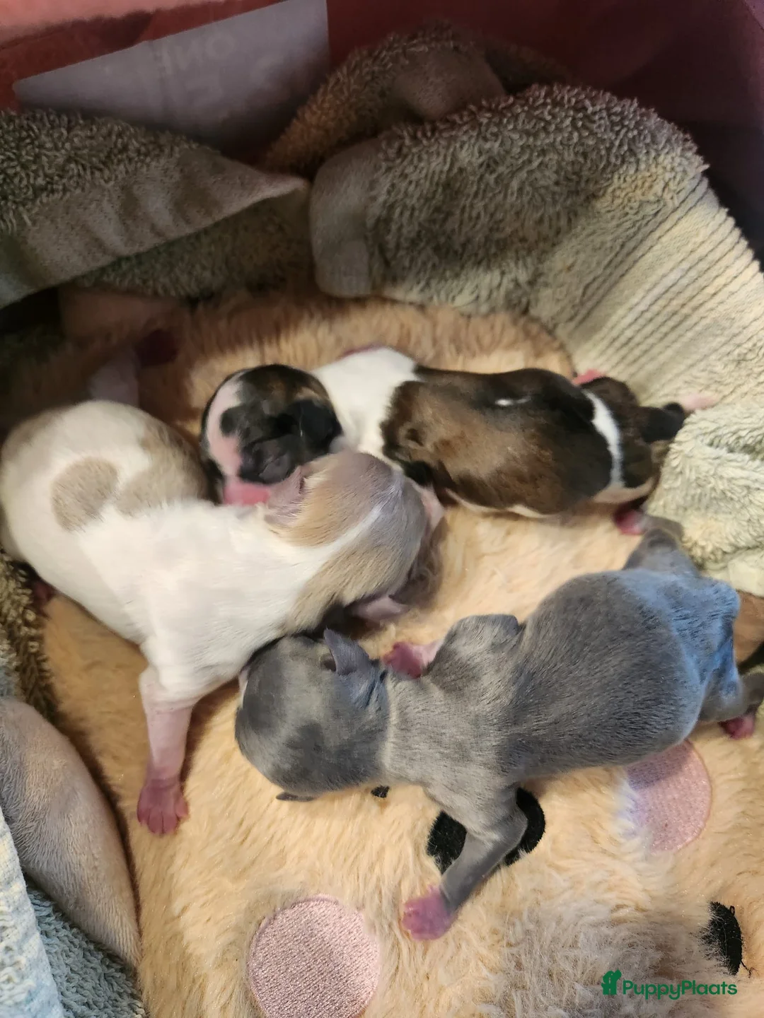 Chihuahua honden te koop: Mini chihuahua's  - Advertentie 1