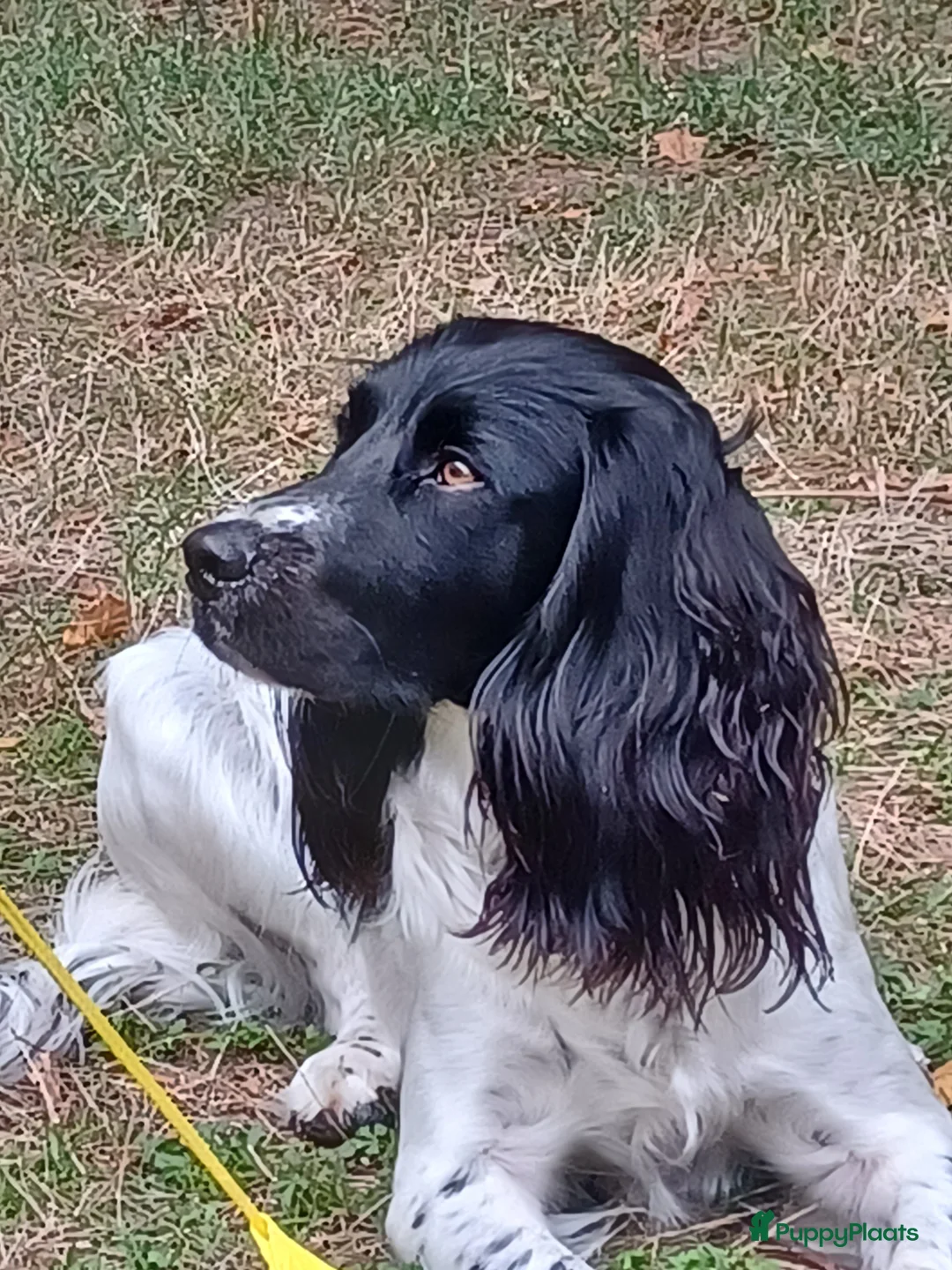 Engelse Springer Spaniel honden te koop: Engelse Springer Spaniel Pups geboren uit werklijn - Advertentie 1