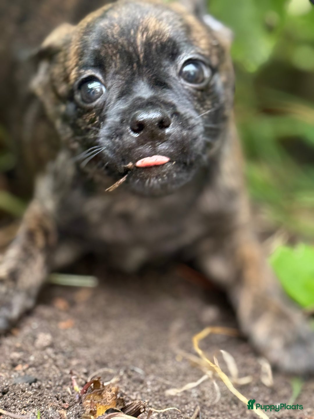 Kruising honden te koop: Kruising AHT American Hairless Terriër X Bulletje  in Hazerswoude-Rijndijk - Afbeelding 13