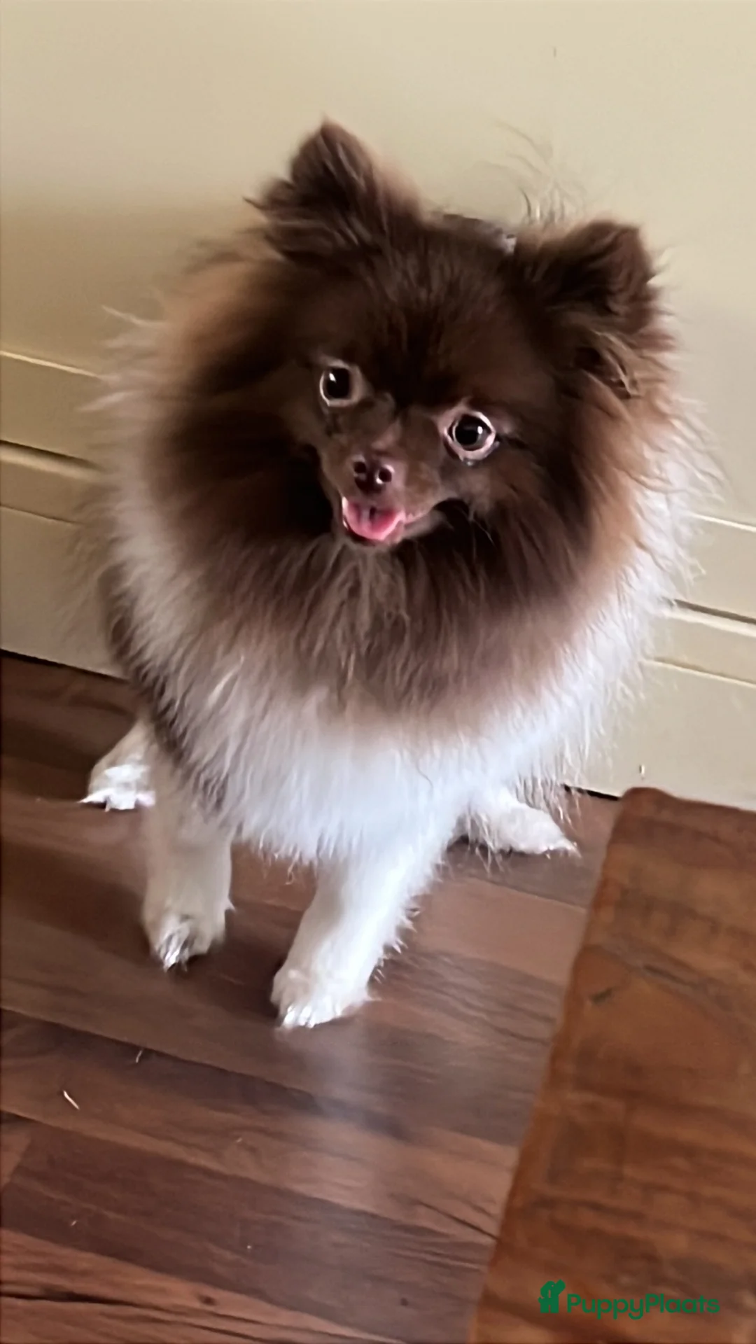 Pomeriaan honden te koop: Super kleine pomeriaan. - Advertentie 1