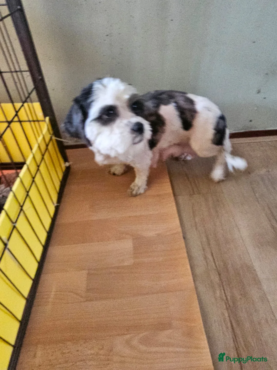 Kruising honden te koop: Boomer pups - Advertentie 20