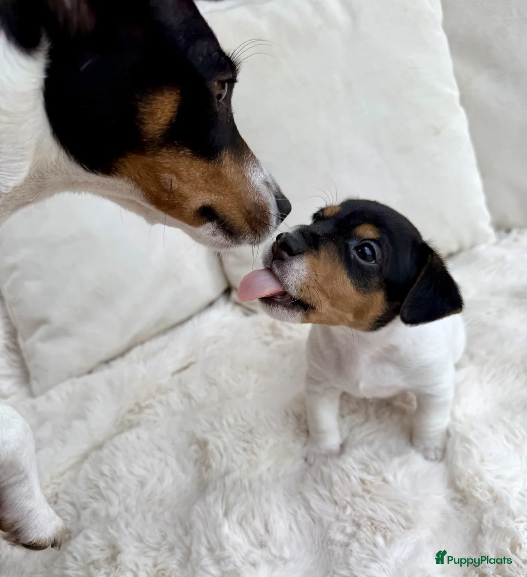 Jack Russel Terriër honden te koop: Prachtig Jack Russell reutje te koop - Advertentie 2