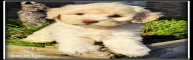 Kruising 8