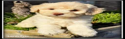 Kruising honden te koop: Boompoo F1b pups. Boomer x Poedel - Advertentie 11