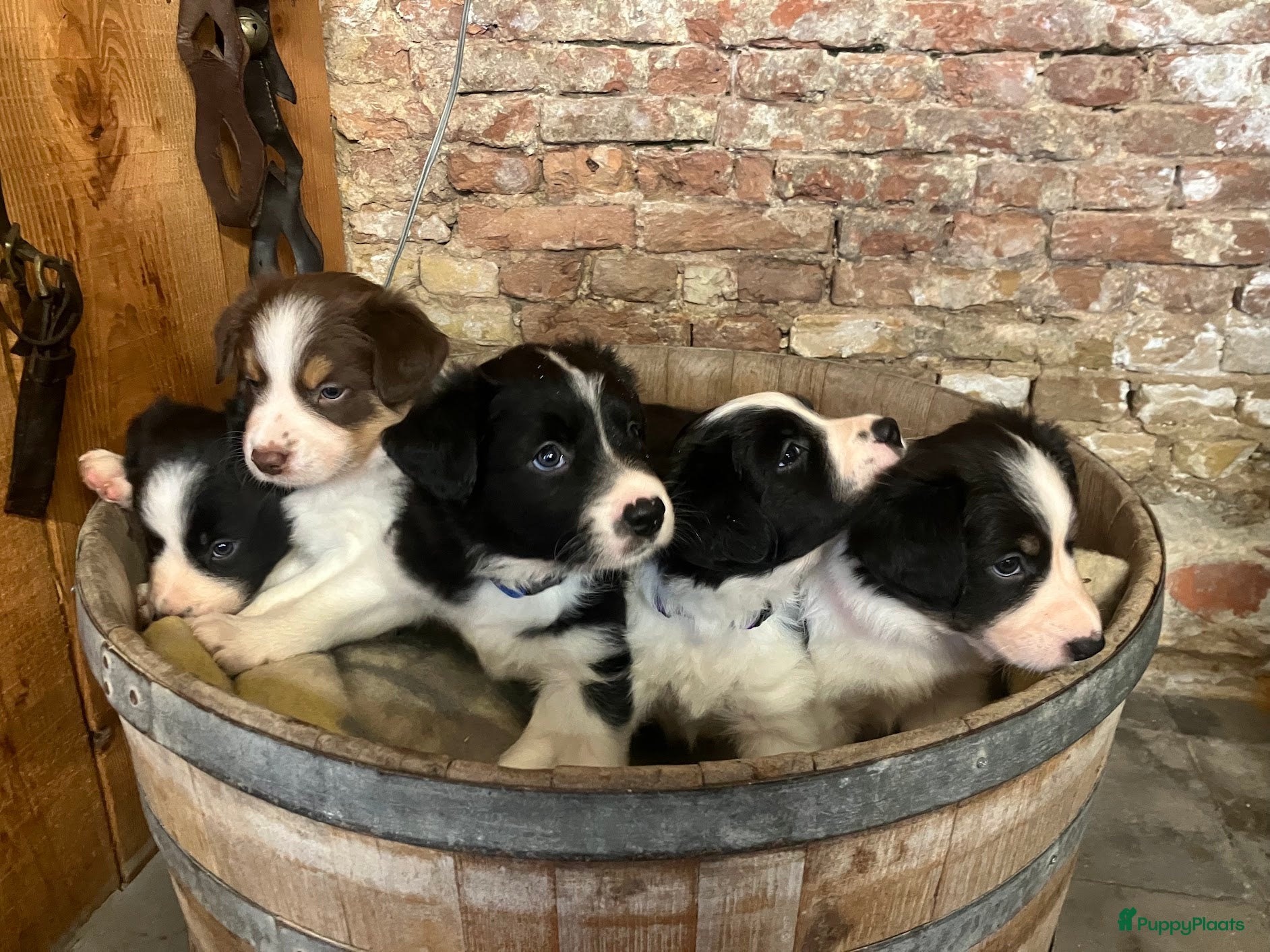 Border Collie honden Leuke Border Collie pups geboren op zorgboerderij - Advertentie 3