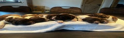 Engelse Springer Spaniel honden te koop: te koop Engelse Springer Spaniel Pups - Advertentie 6
