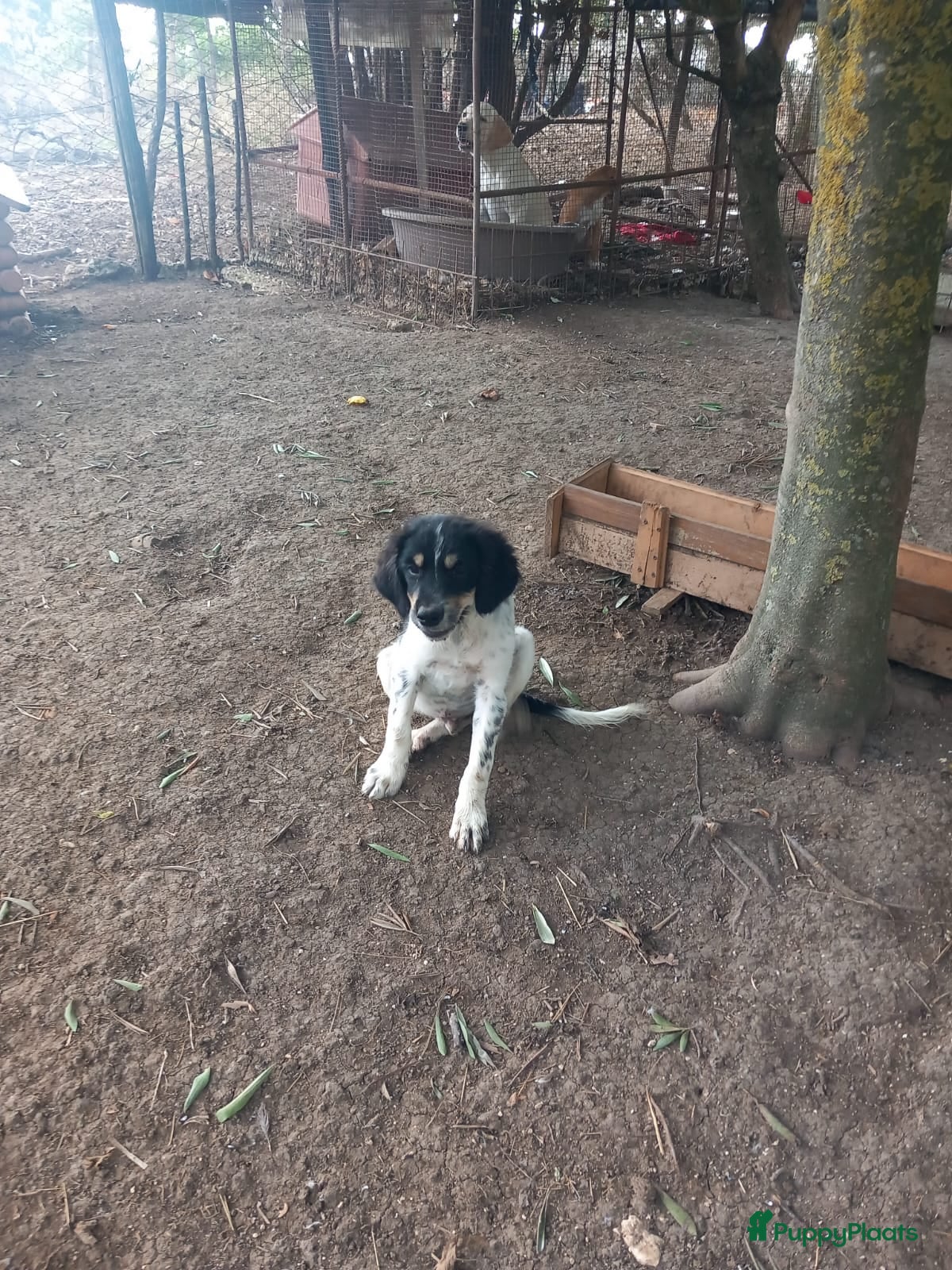 Kruising honden Benny zoekt een lief baasje - Advertentie 2