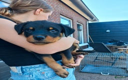 Rottweiler honden te koop: Nog 3 super lieve rottweiler reutjes. - Afbeelding 5
