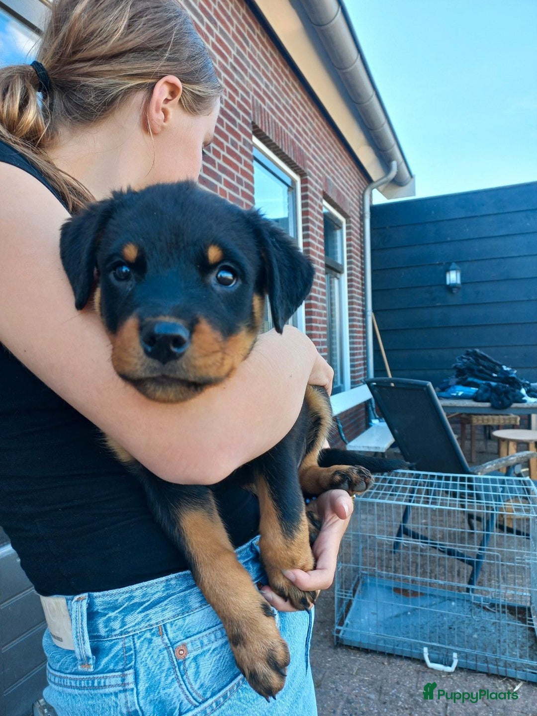 Rottweiler honden te koop: Nog 3 super lieve rottweiler reutjes. - Afbeelding 5