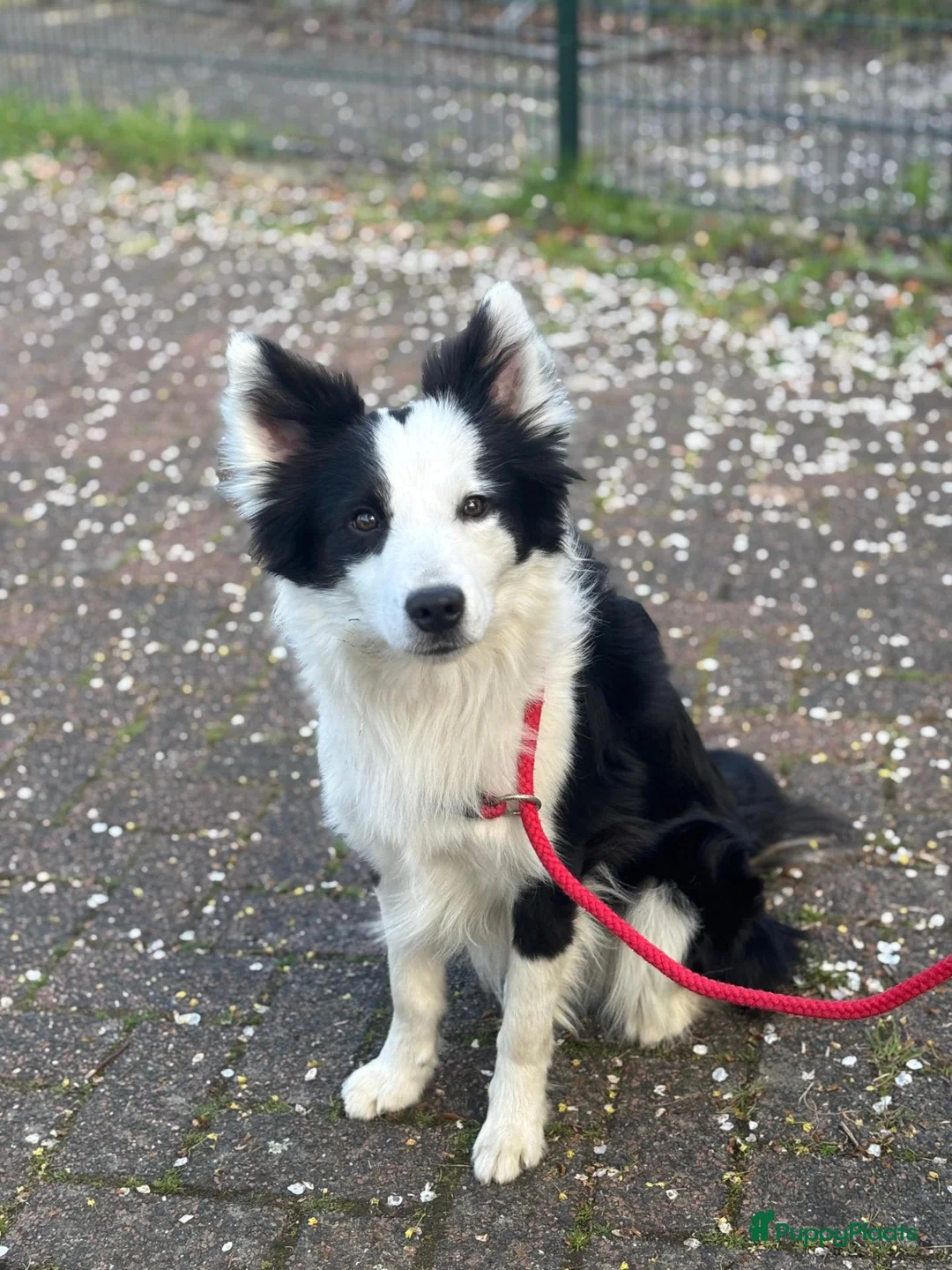 Border Collie honden te koop: Border collie pups - Advertentie 2
