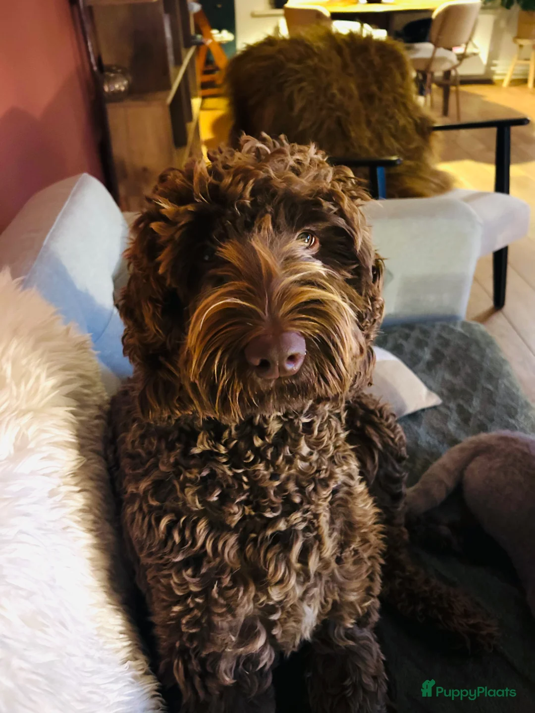 Labradoodle honden ter dekking: Prachtige bruine labradoodle ter dekking - Advertentie 2