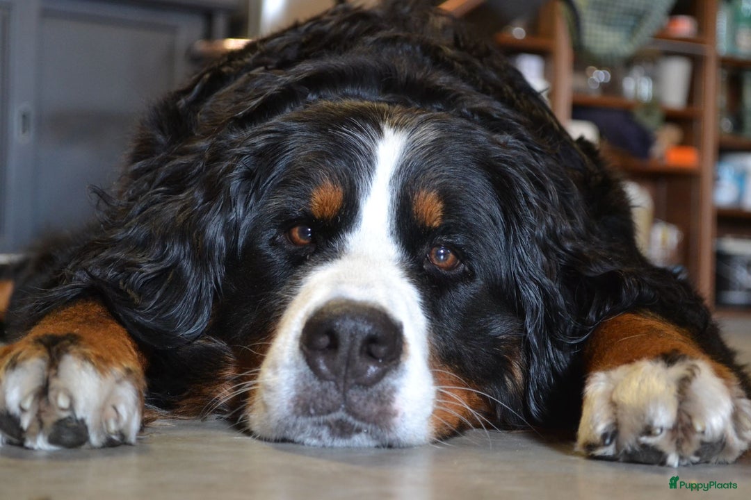 Berner Sennenhond honden te koop: Allerknapste Berner sennen pups (reutjes) in Woudenberg - Afbeelding 6