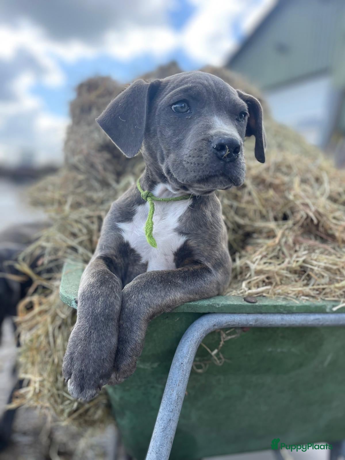 Cane Corso honden Nog 1 lief cane corso teefje beschikbaar - Advertentie 1