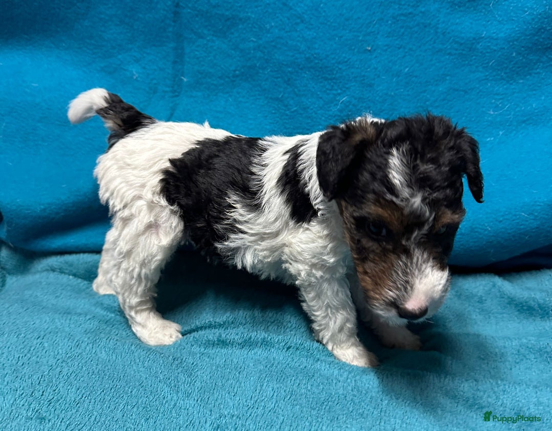 Fox Terriër Draadhaar honden te koop: Fox terrier draadhaar pups - Advertentie 7