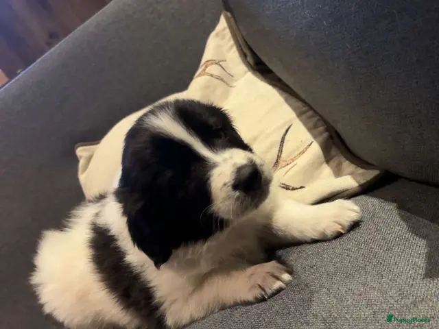Kruising honden te koop: 3 pups zoeken een nieuw huisje - Advertentie 1