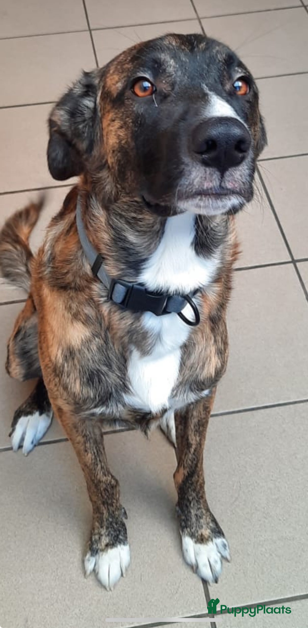 Kruising honden Gaston een schat van een hondje klaar voor vertrek - Advertentie 1