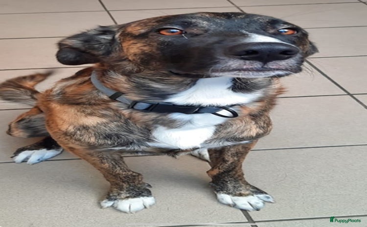 Kruising honden Gaston een schat van een hondje klaar voor vertrek - Advertentie 6