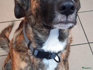 Kruising honden Gaston een schat van een hondje klaar voor vertrek - Advertentie 1